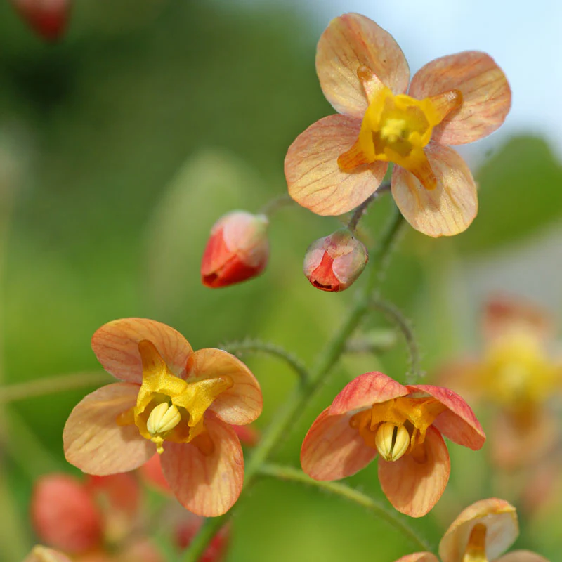 'Orange Queen' Barrenwort - Image 4