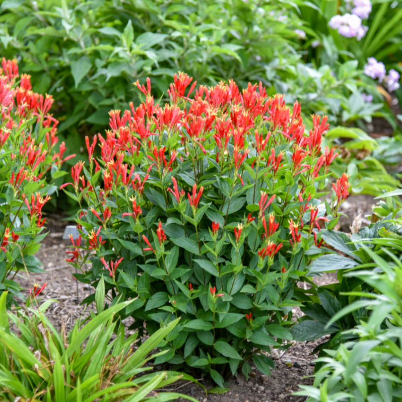 'Orange Slices' Spigelia - Image 3