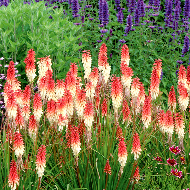 'Orange Vanilla Popsicle' Red Hot Poker (Kniphofia) - Image 3