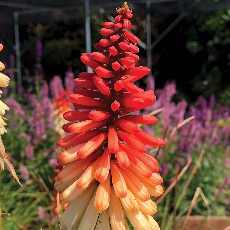 'Orange Vanilla Popsicle' Red Hot Poker (Kniphofia) - Image 4