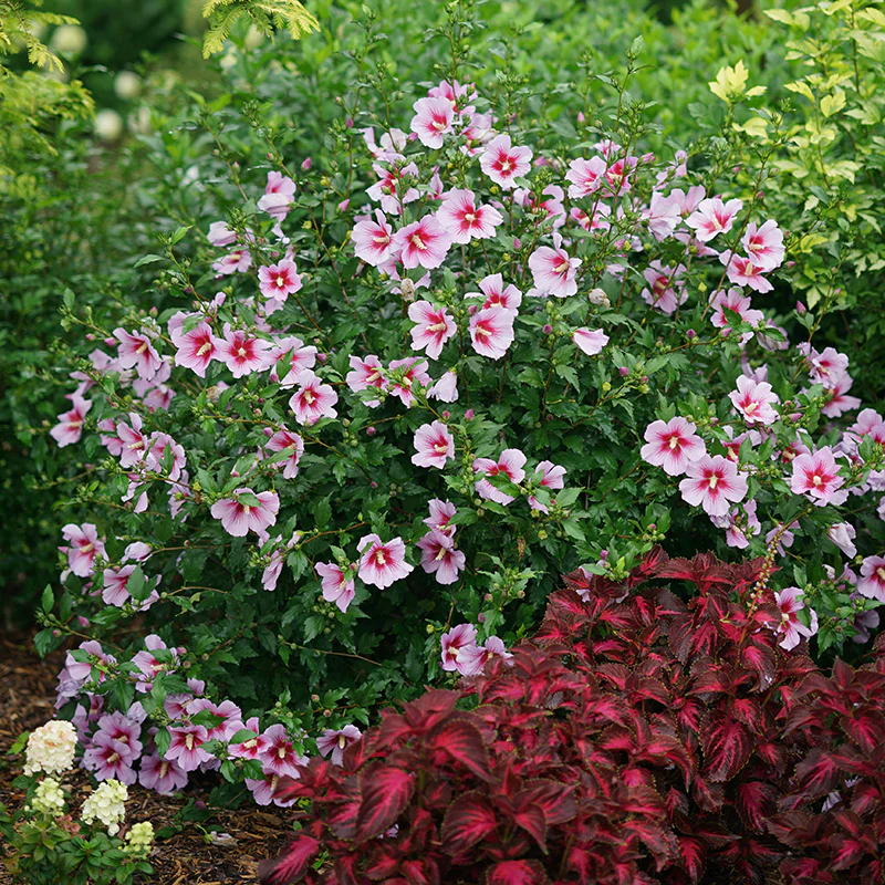 Orchid Satin® Rose of Sharon - Image 2