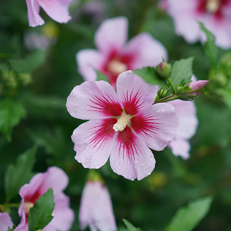 Orchid Satin® Rose of Sharon - Image 3