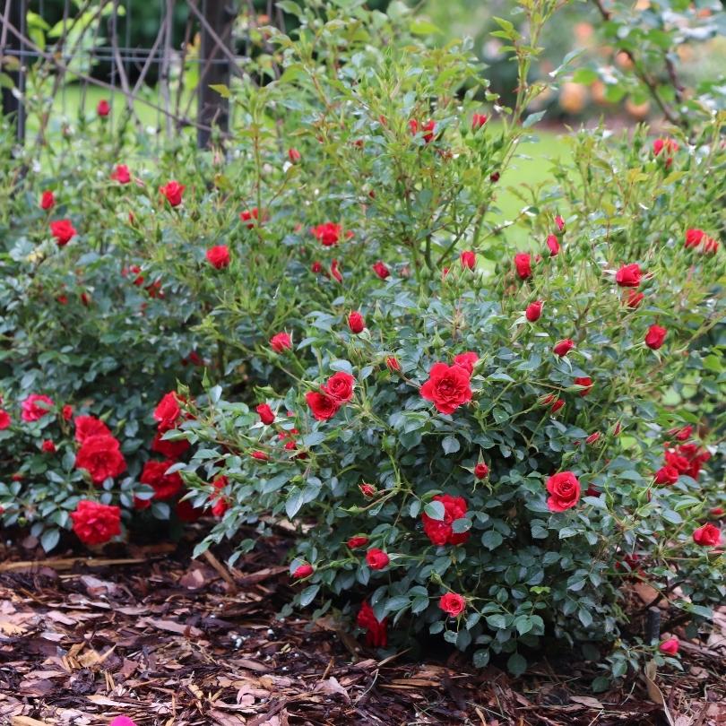 Oso Easy® Pathfinder™ Red Rose - Image 2