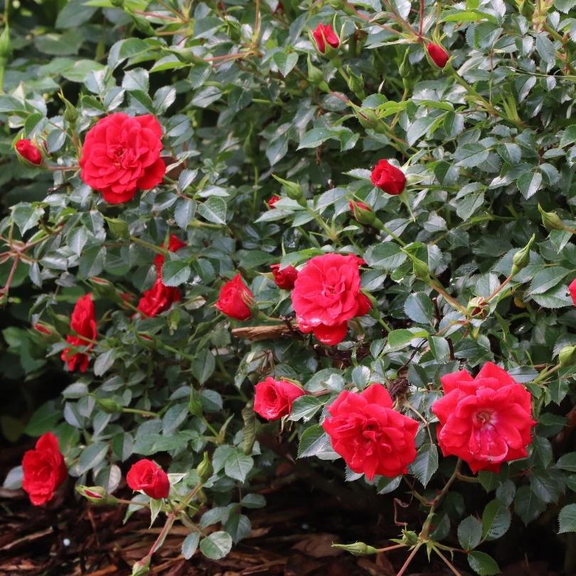 Oso Easy® Pathfinder™ Red Rose - Image 3