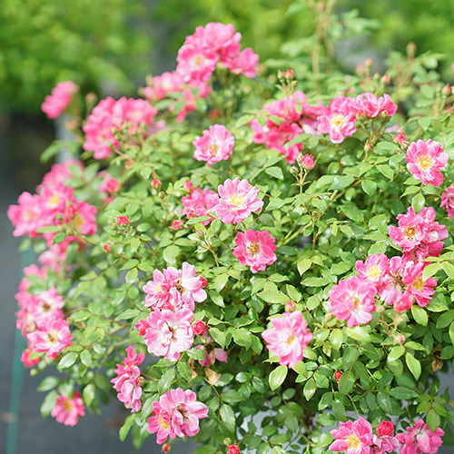 Oso Easy® Double Pink Rose - Image 5