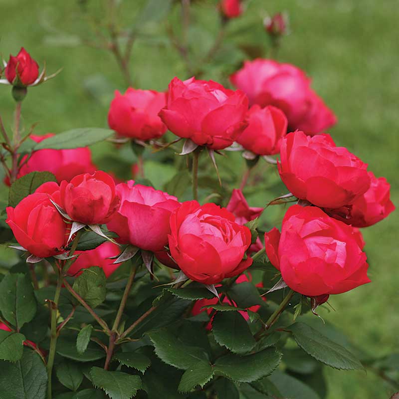 Oso Easy Double Red® Rose - Image 2