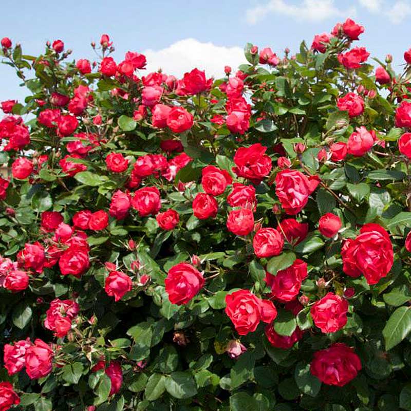 Oso Easy Double Red® Rose - Image 4