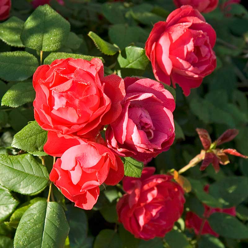 Oso Easy Double Red® Rose - Image 5