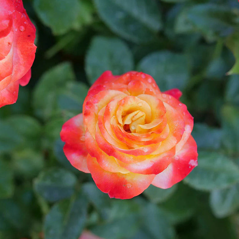 Oso Easy En Fuego® Rose - Image 2