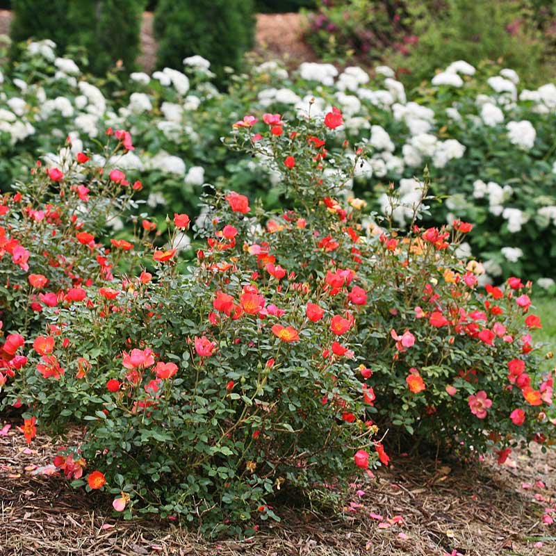 Oso Easy® Hot Paprika® Rose - Image 2