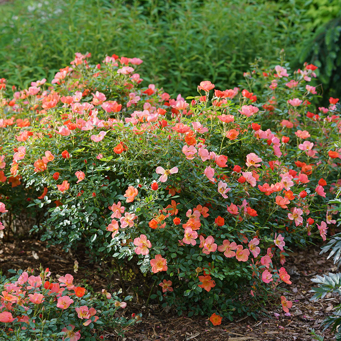 Oso Easy® Hot Paprika® Rose - Image 4