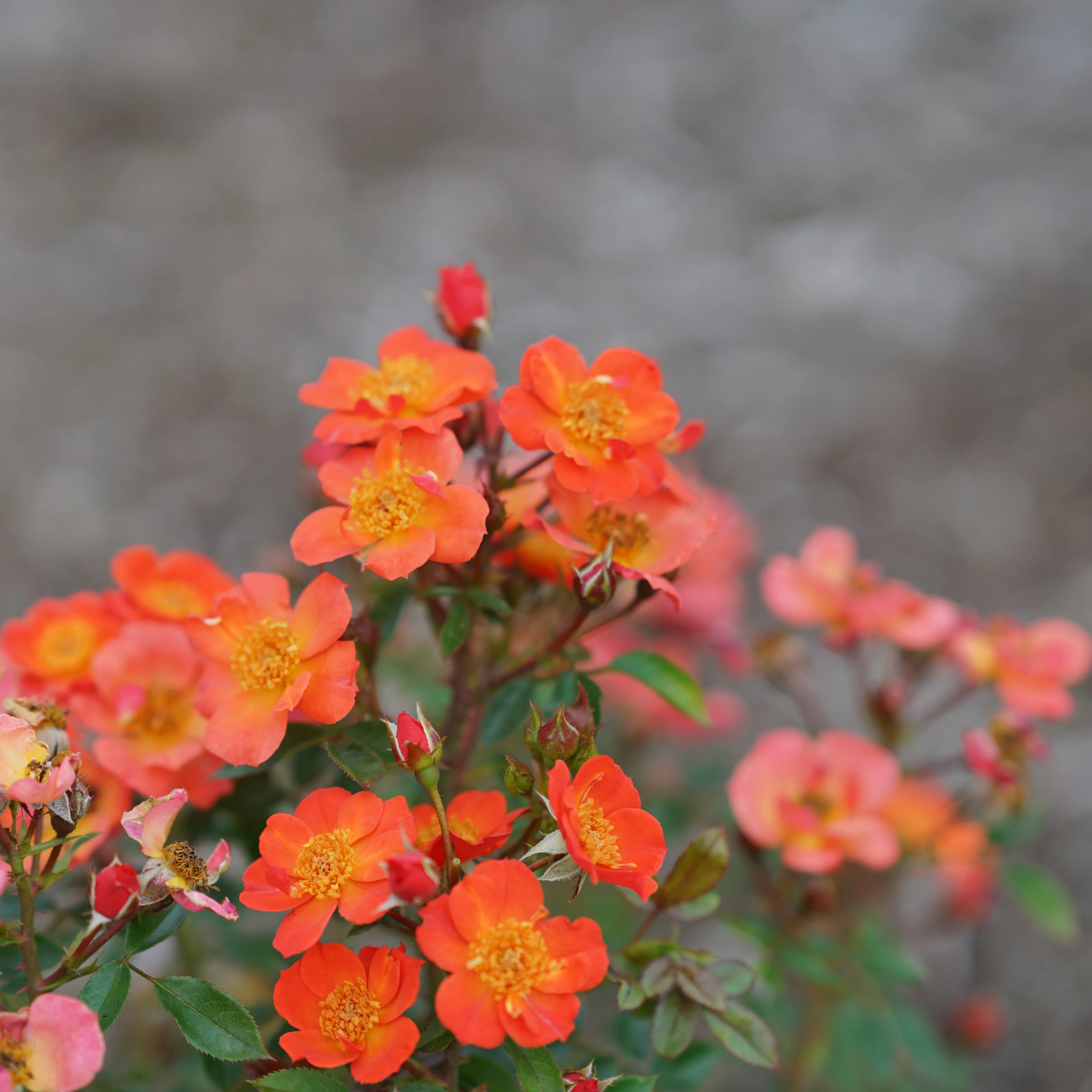 Oso Easy® Hot Paprika® Rose - Image 6