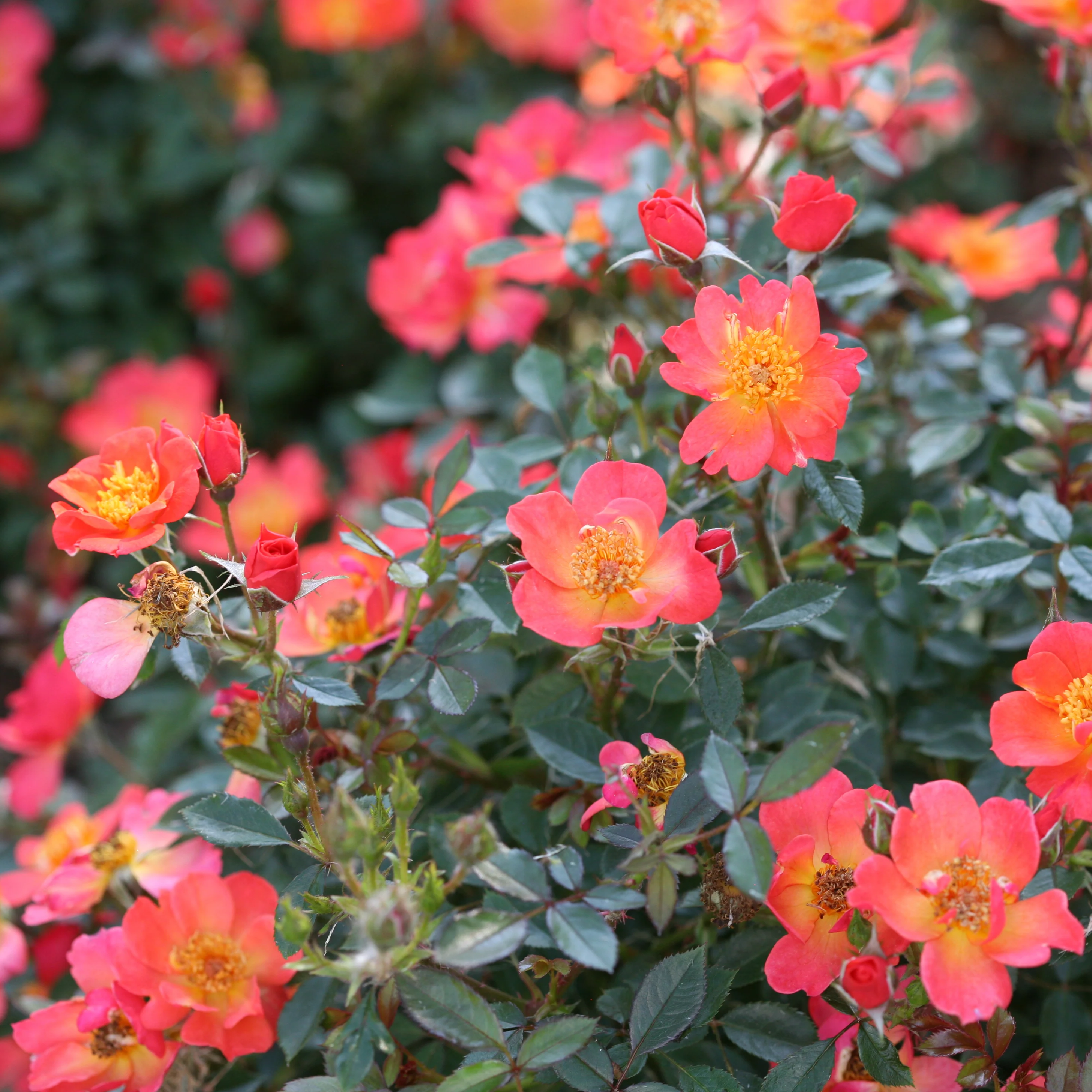 Oso Easy® Hot Paprika® Rose - Image 8