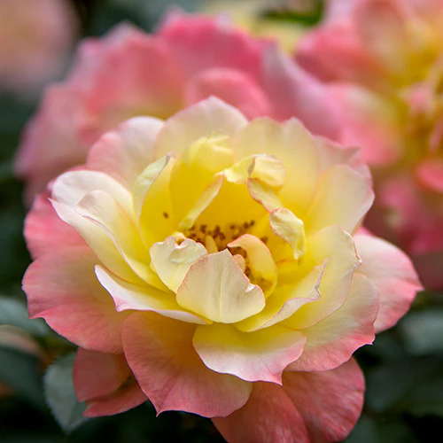 Oso Easy Italian IceĀ® Rose