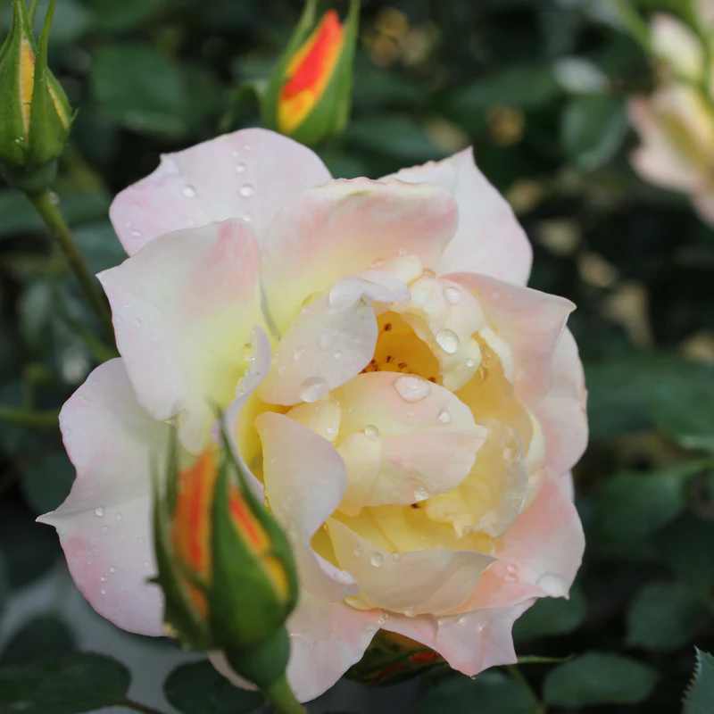 Oso Easy Italian IceĀ® Rose - Image 2