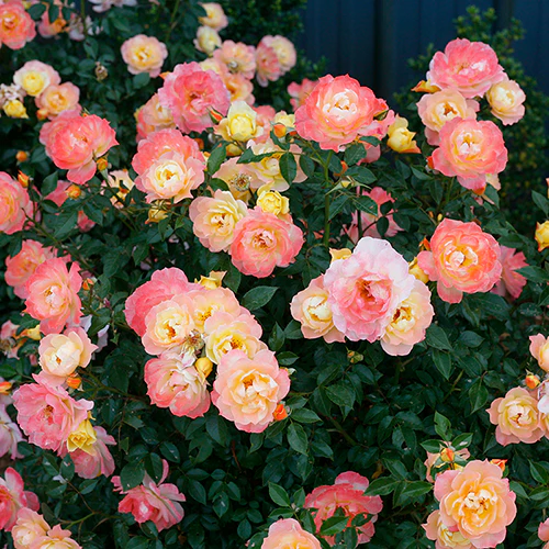 Oso Easy Italian IceĀ® Rose - Image 3
