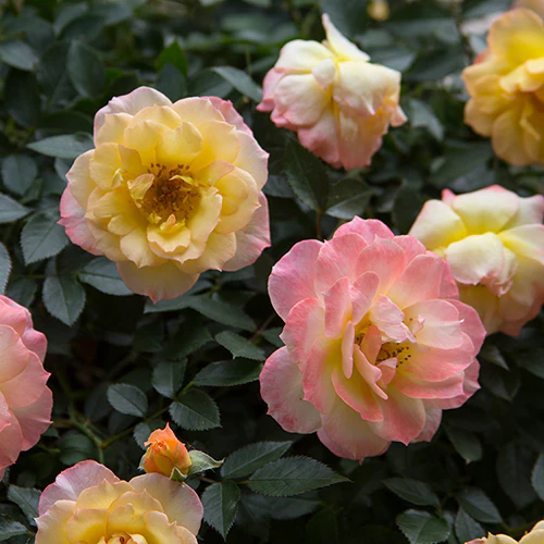 Oso Easy Italian IceĀ® Rose - Image 4