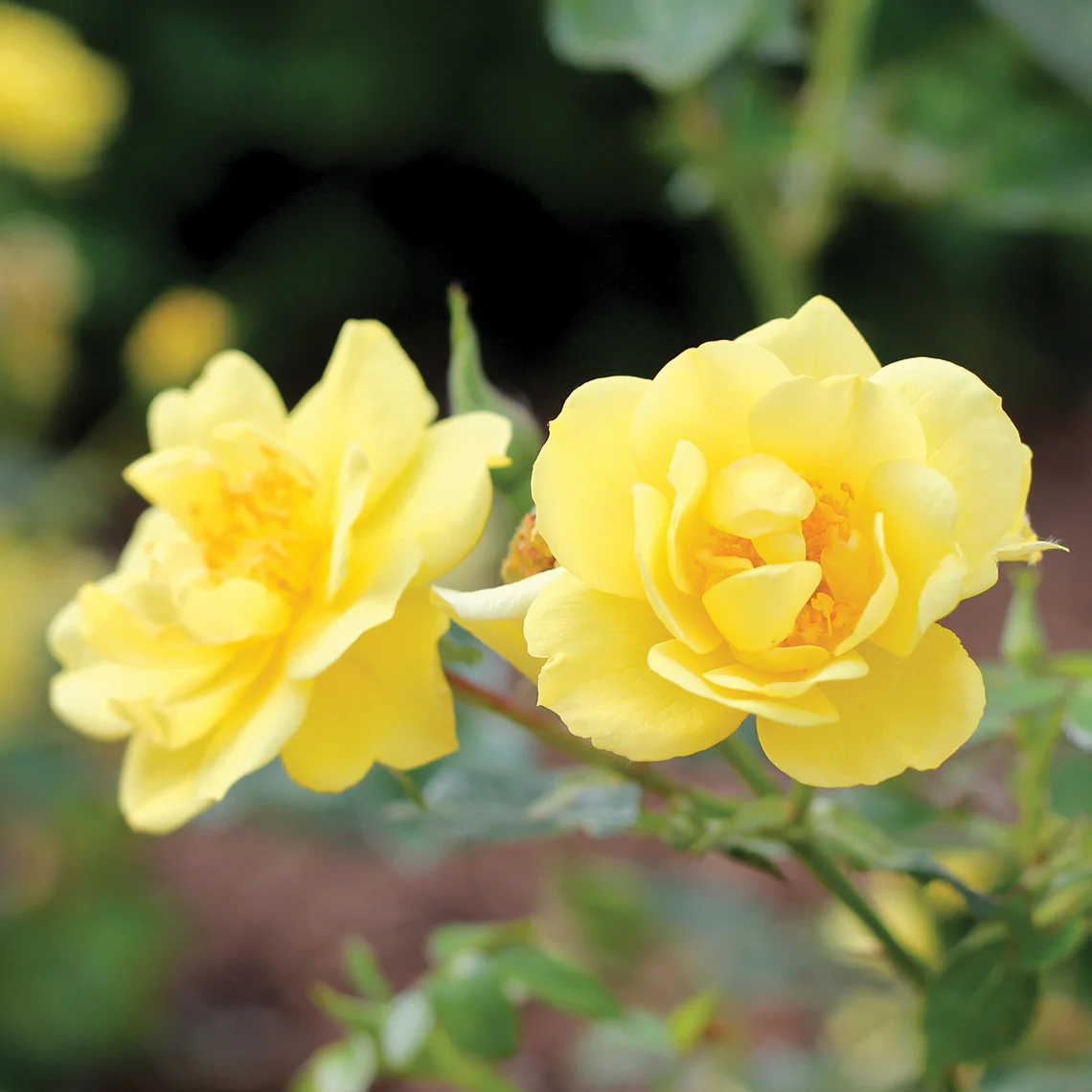 Oso Easy Lemon Zest® Rose - Image 2