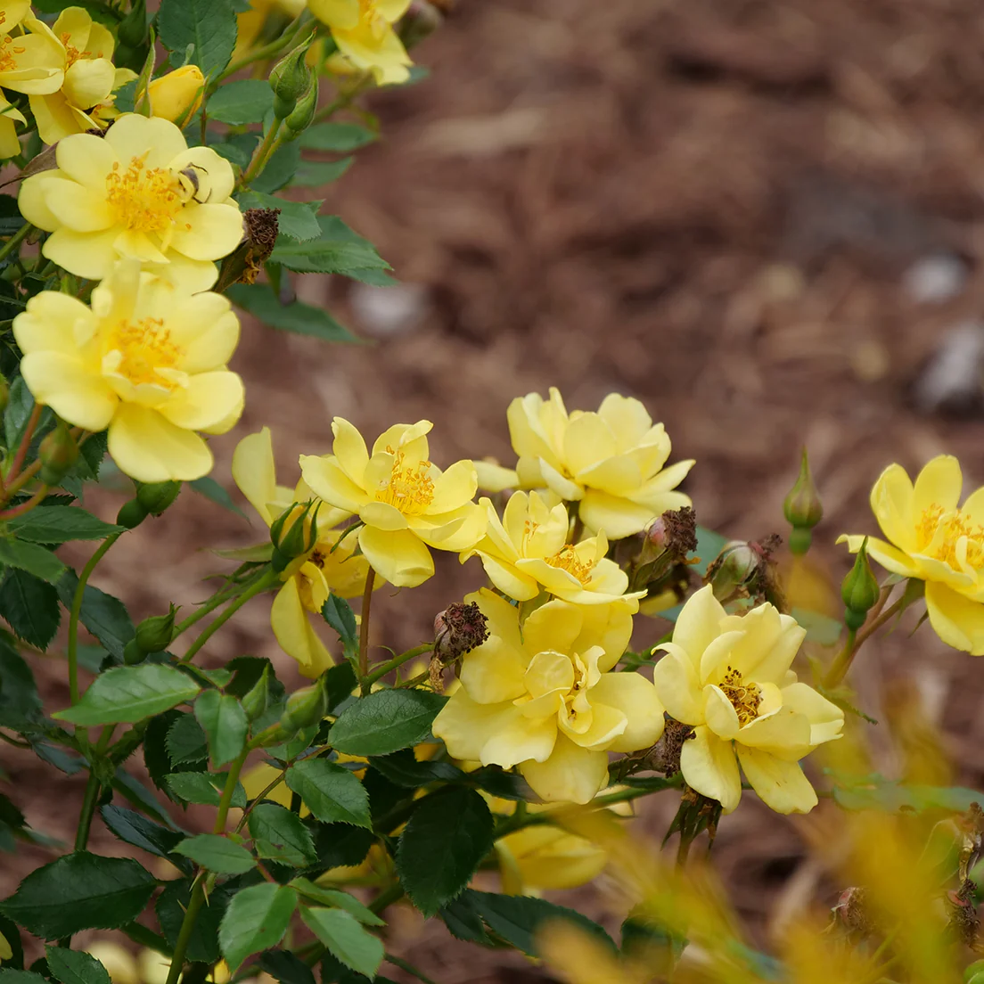 Oso Easy Lemon Zest® Rose - Image 4