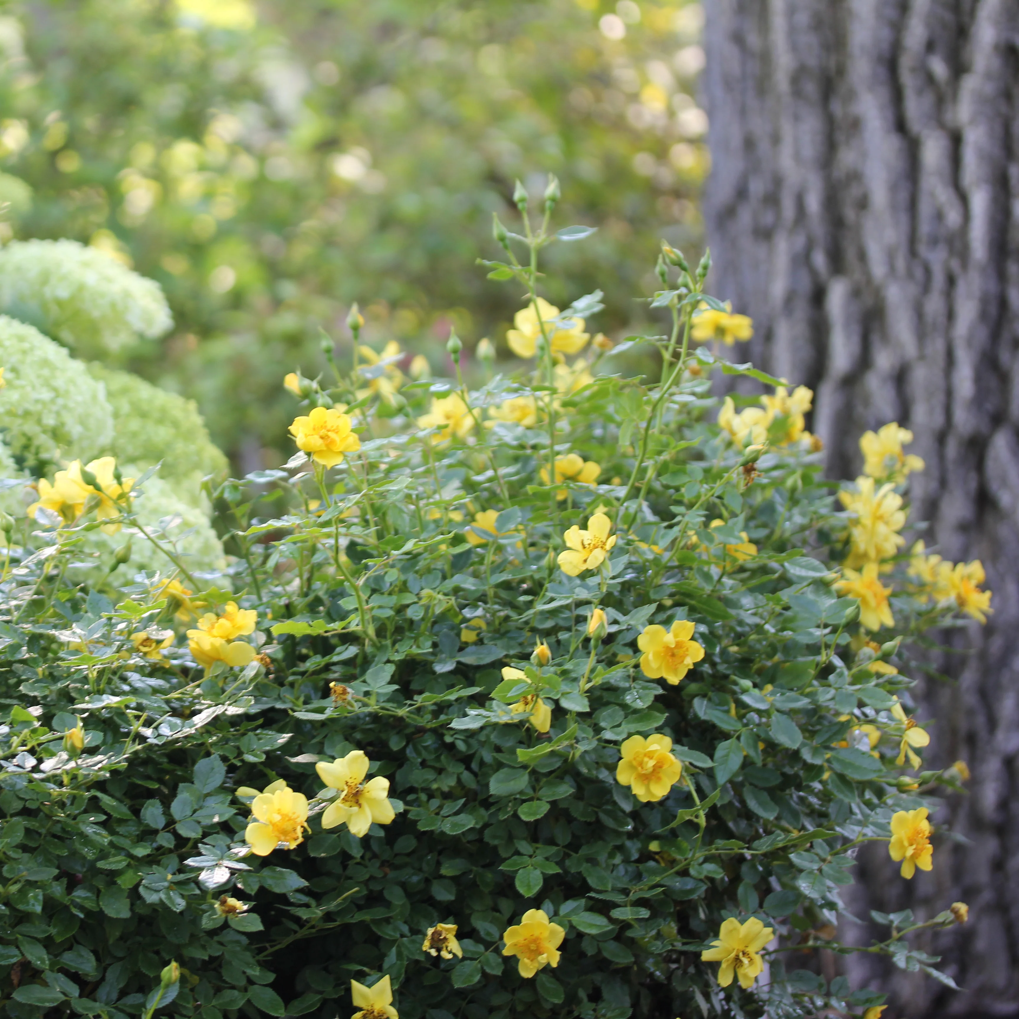 Oso Easy Lemon Zest® Rose - Image 5