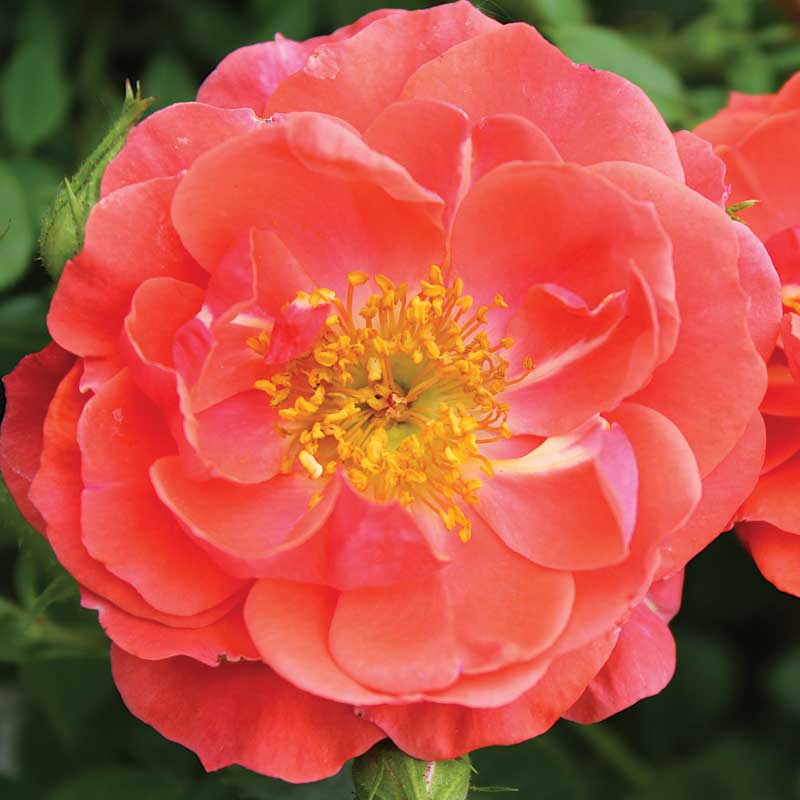 Oso Easy® Mango Salsa Rose - Image 3