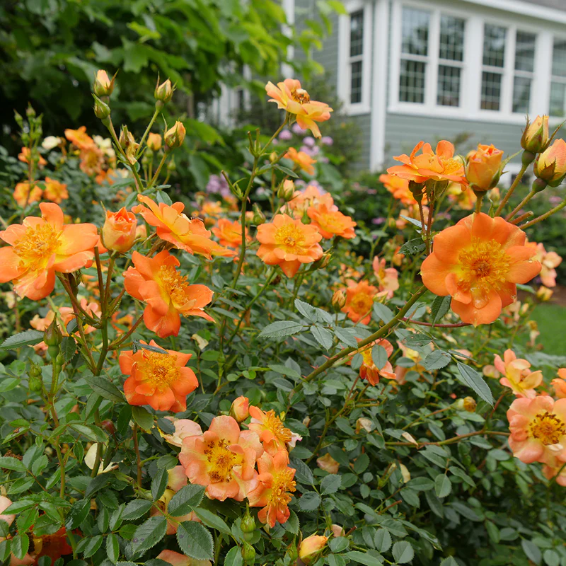 Oso Easy Paprika® Rose - Image 2