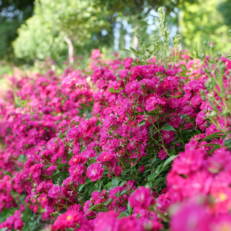 Oso Easy Peasy® Rose - Image 2