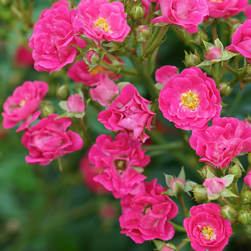 Oso Easy Peasy® Rose - Image 4
