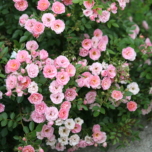 Oso Easy® Petit Pink Rose - Image 2
