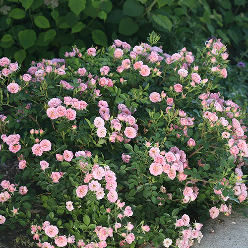Oso Easy® Petit Pink Rose - Image 3