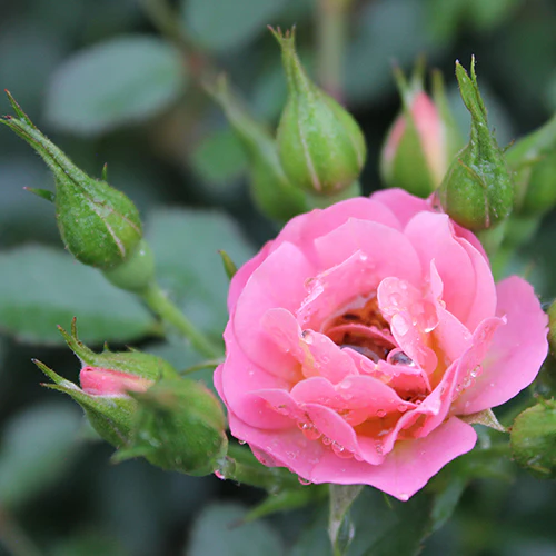 Oso Easy® Petit Pink Rose - Image 4