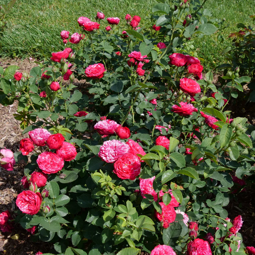 Oso Easy Red Stripe™ Rose - Image 3