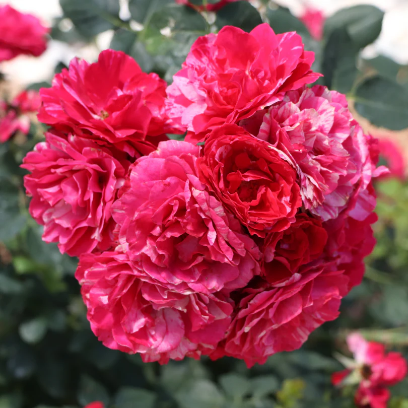 Oso Easy Red Stripe™ Rose - Image 4