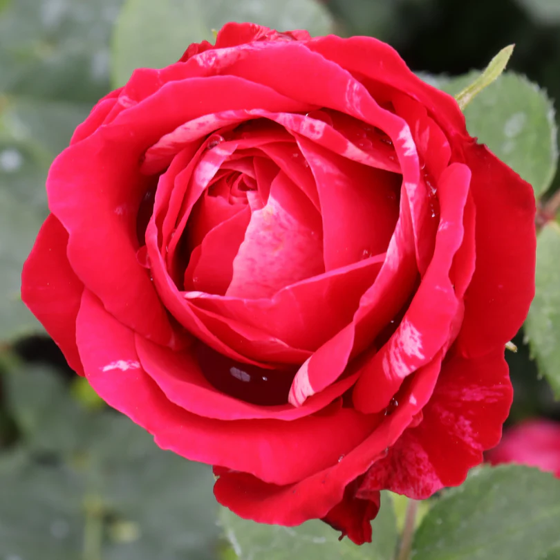 Oso Easy Red Stripe™ Rose - Image 5