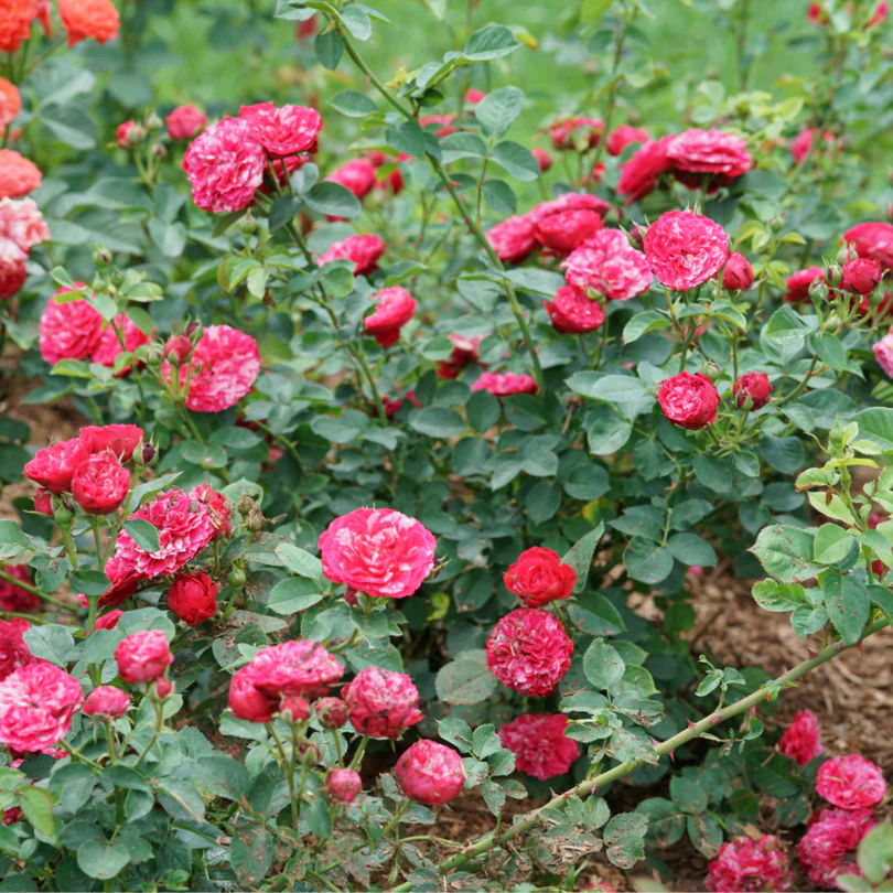 Oso Easy Red Stripe™ Rose - Image 6