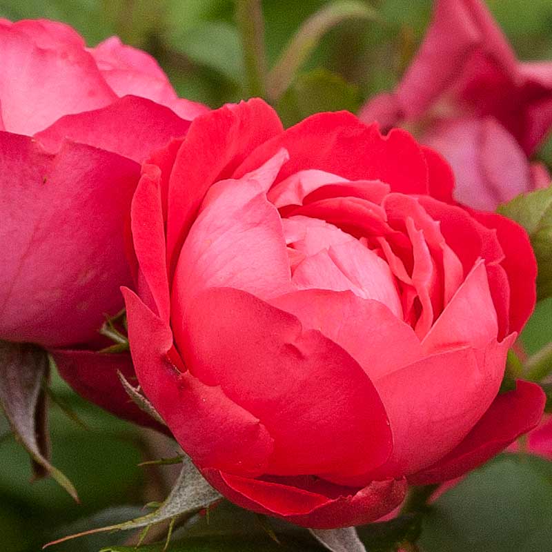 Oso Easy® Rose Collection - Image 2
