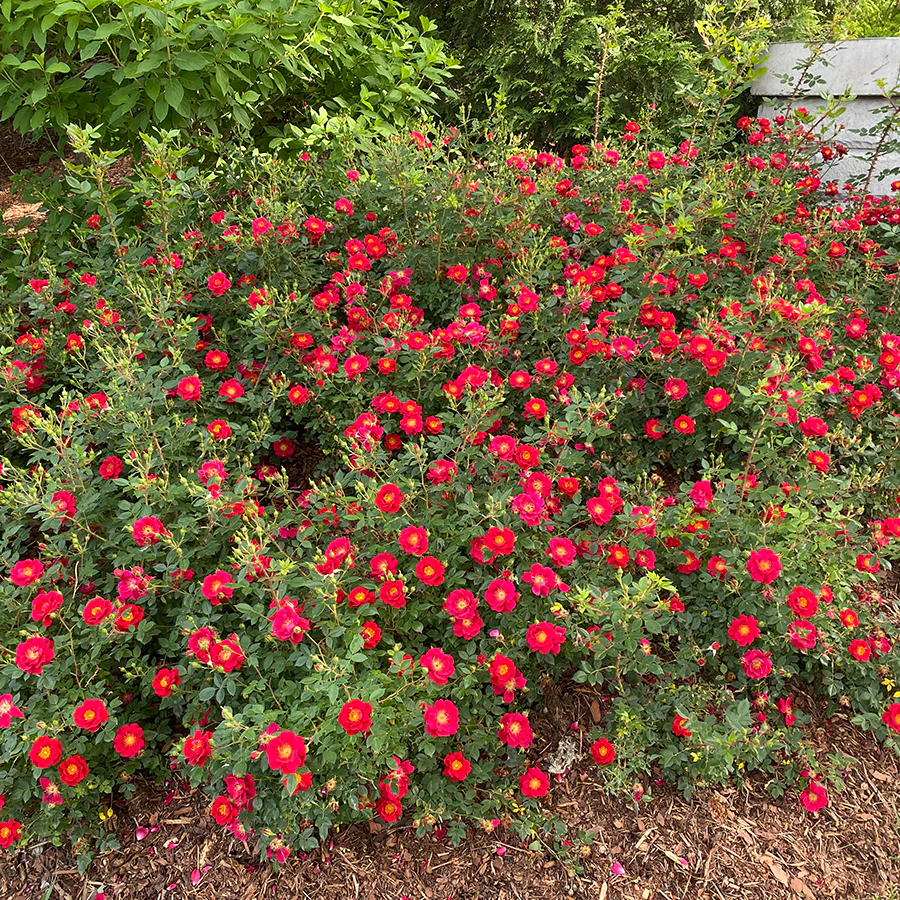 Oso Easy Urban Legend® Rose - Image 3
