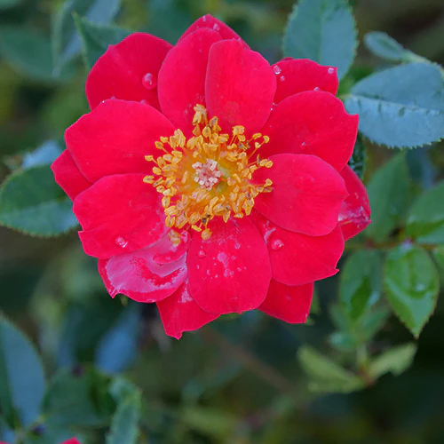 Oso Easy Urban Legend® Rose - Image 4