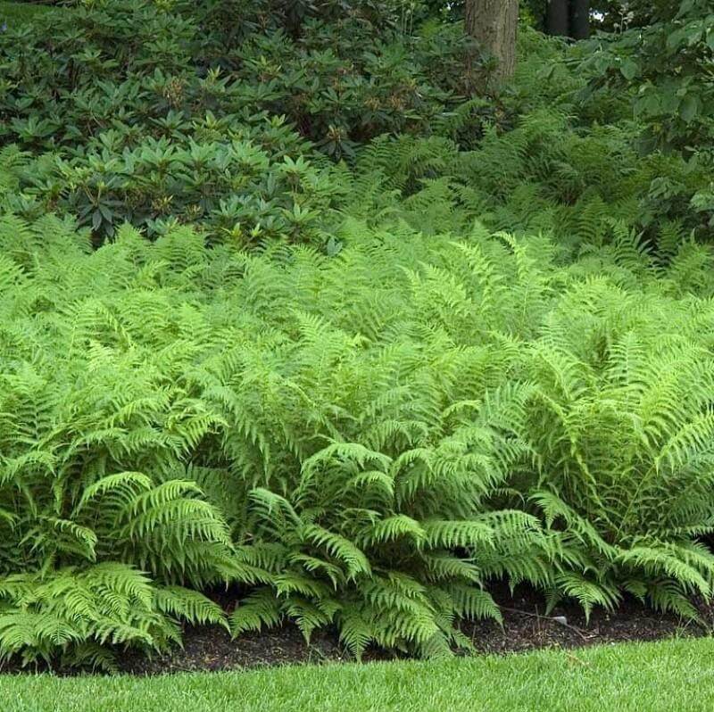 Ostrich Fern (Matteuccia) - Image 2