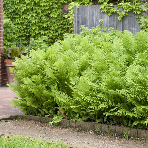 Ostrich Fern (Matteuccia) - Image 4