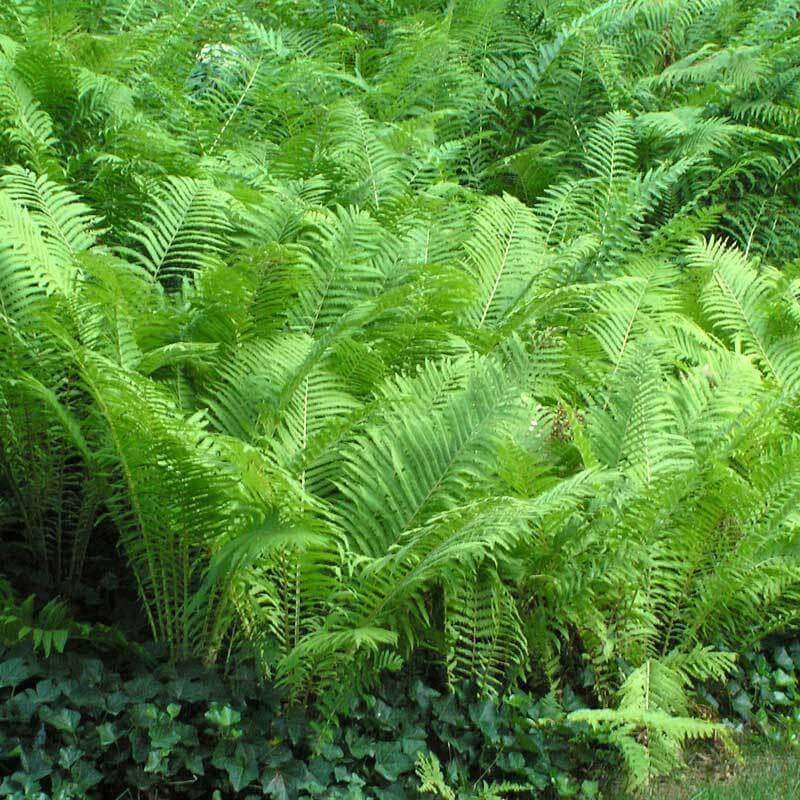Ostrich Fern (Matteuccia) - Image 6