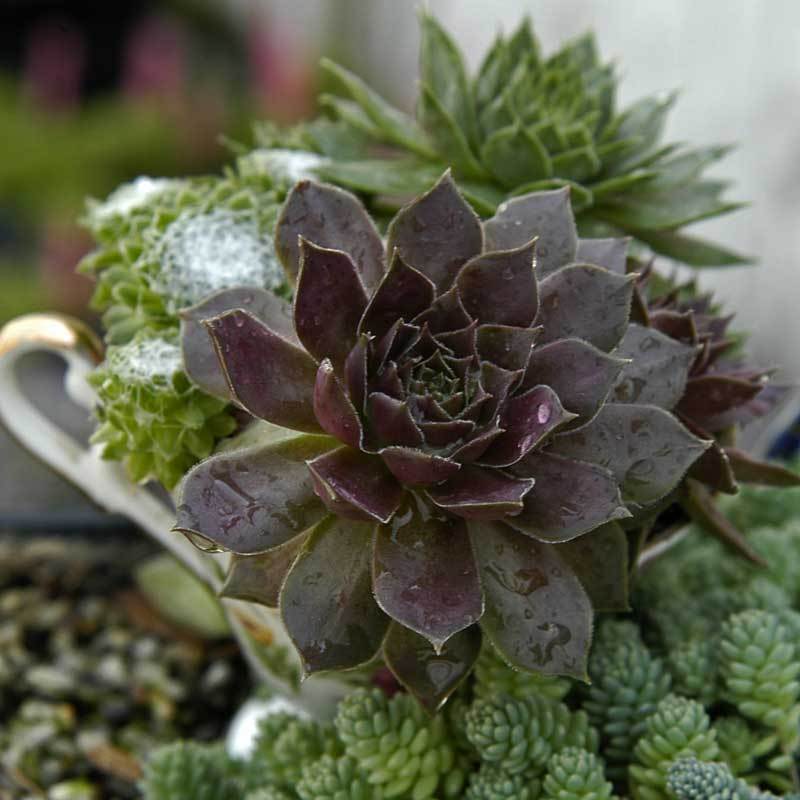 'Pacific Devil's Food' Hens & Chicks - Image 3