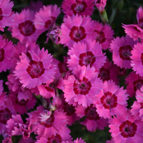 'Paint the Town Fancy' Dianthus - Image 2
