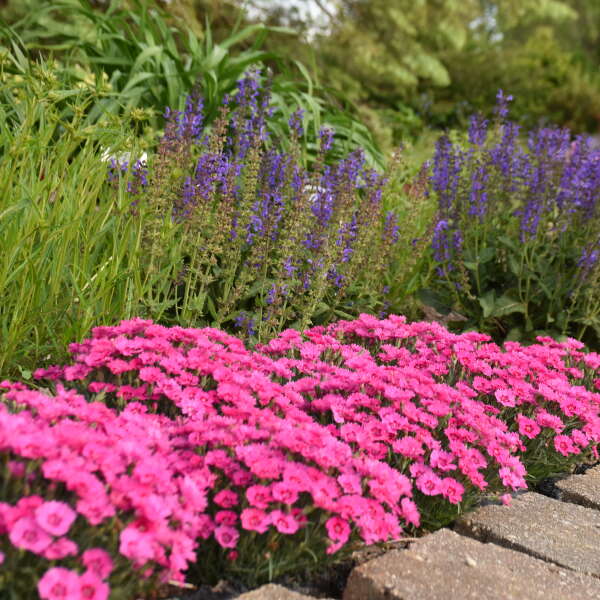 'Paint the Town Fancy' Dianthus - Image 4
