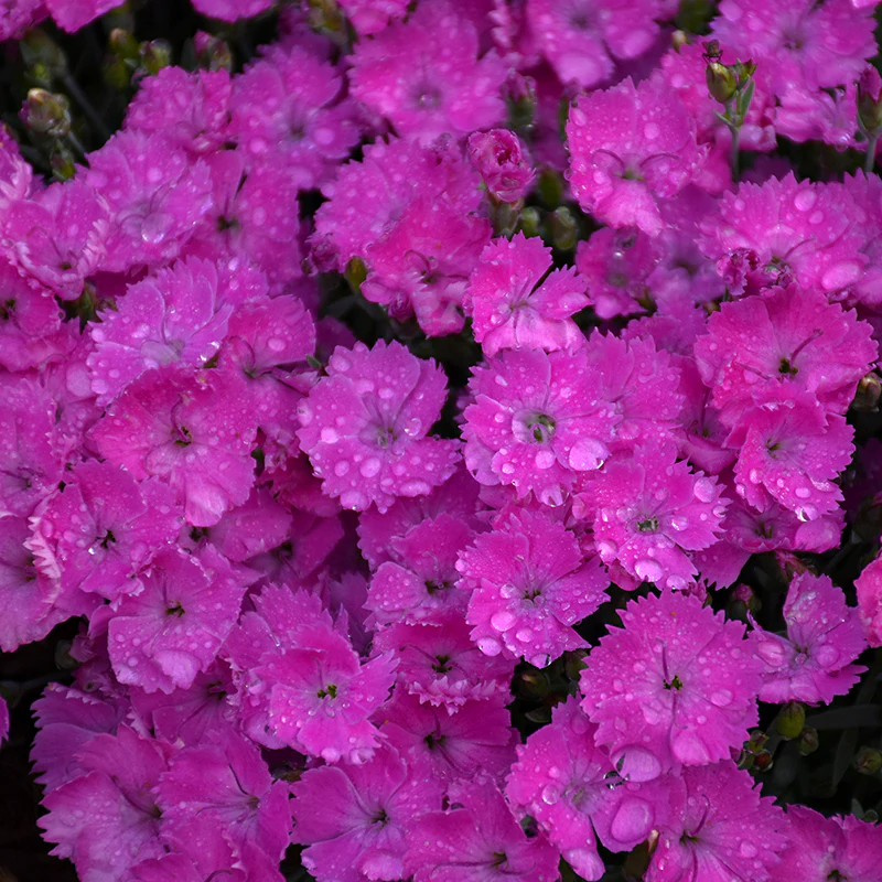 'Paint The Town Fuchsia' Dianthus