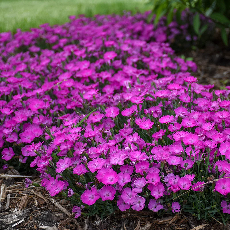 'Paint The Town Fuchsia' Dianthus - Image 2