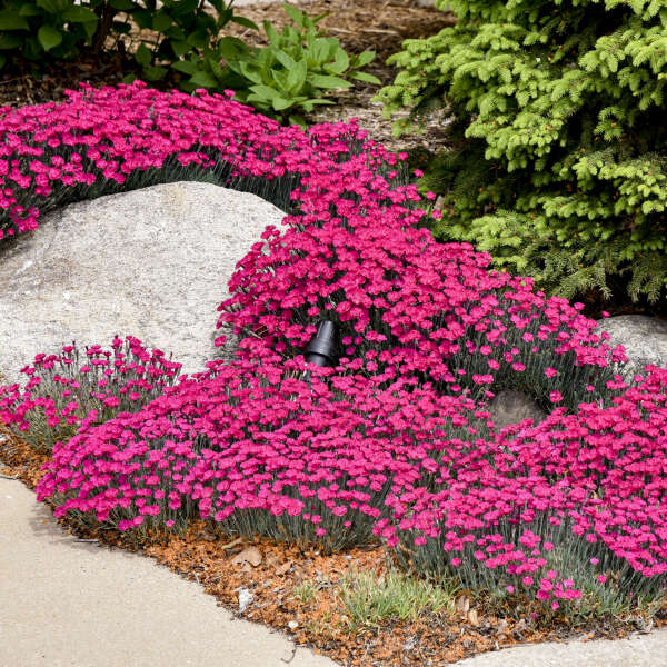'Paint The Town Magenta' Dianthus