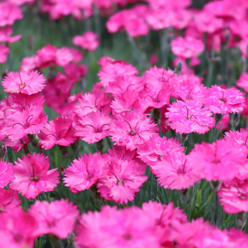 'Paint The Town Magenta' Dianthus - Image 2