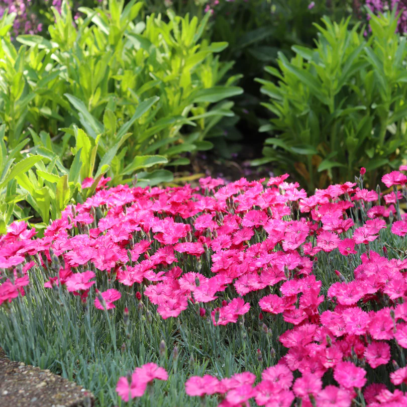 'Paint The Town Magenta' Dianthus - Image 3