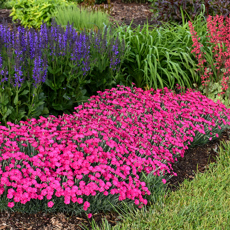'Paint The Town Magenta' Dianthus - Image 6